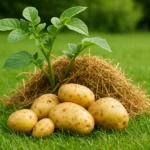 Cultiver des pommes de terre sur gazon : méthode simple et sans labour