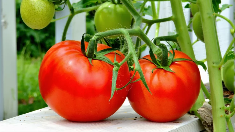 Arrosage des tomates : éviter les maladies et les fruits éclatés