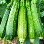 Cette astuce simple double la récolte de vos courgettes en plein été : le geste à adopter dès juillet