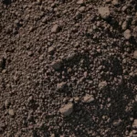 Compost et potager : comment utiliser votre compost mûr en juillet pour booster la croissance des légumes