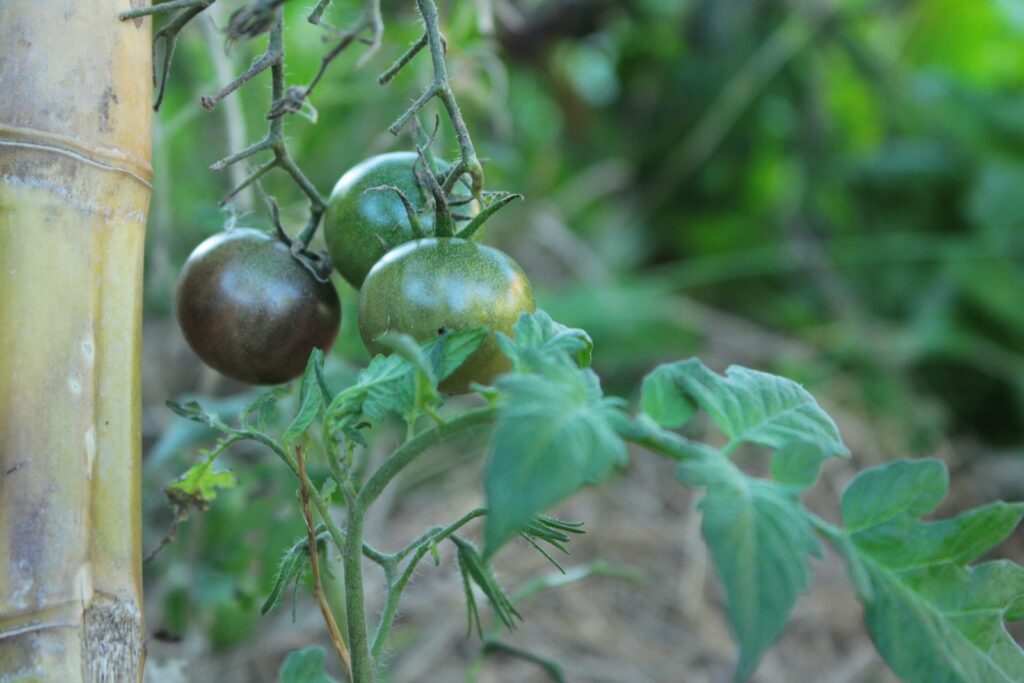 a close up of two tomatoes on a plant