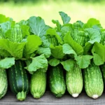 Que planter à côté des courgettes en juillet ? Les meilleures associations pour un potager sain et productif