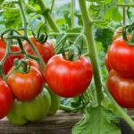 Comment bien récolter vos tomates du potager ? Heure, coupe etc.