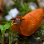 Cycle de vie des limaces : mieux comprendre pour agir