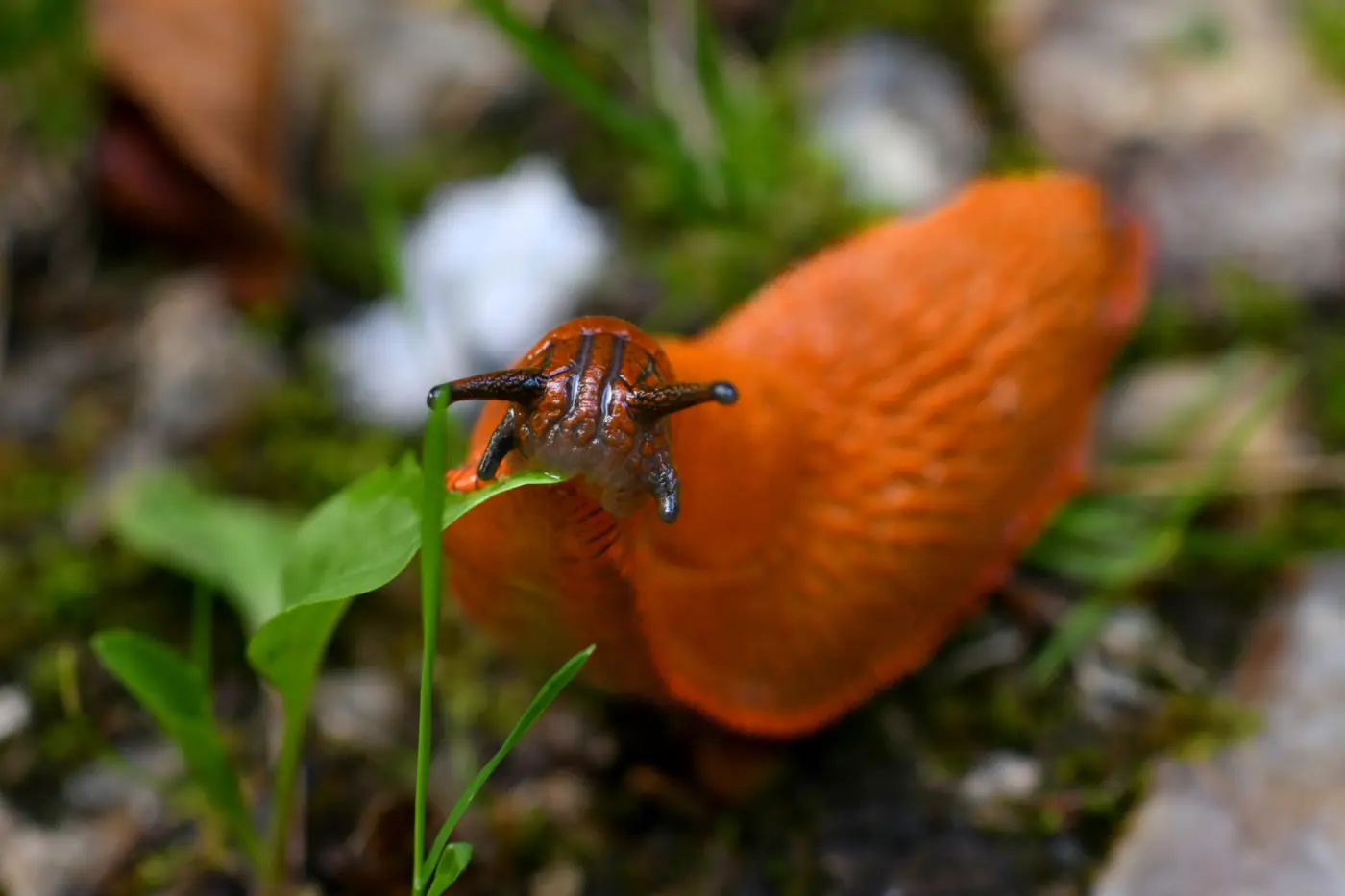 Cycle de vie des limaces : mieux comprendre pour agir