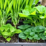 Plantes répulsives contre les limaces au potager