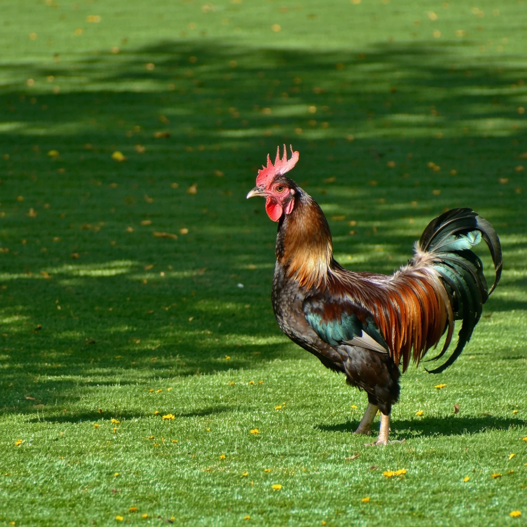 Fiche pratique semer un gazon : tout ce qu’il faut savoir pour une culture réussie